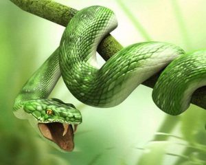 Màu sắc của mỗi loài rắn cũng ẩn chứa những ý nghĩa đặc biệt