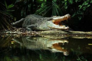 Chiêm bao nhìn thấy cá sấu thường báo hiệu có môi nguy hiểm xung quanh bạn