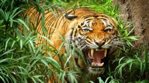 Hổ là loài vật có sức mạnh oai hùng và quyền lực