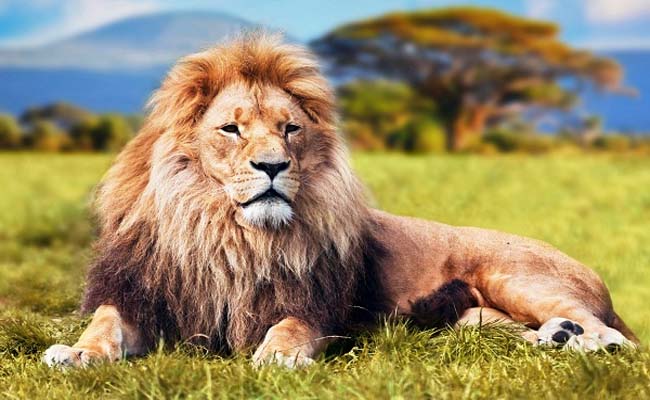 Mơ thấy sư tử đánh con gì dễ trúng?