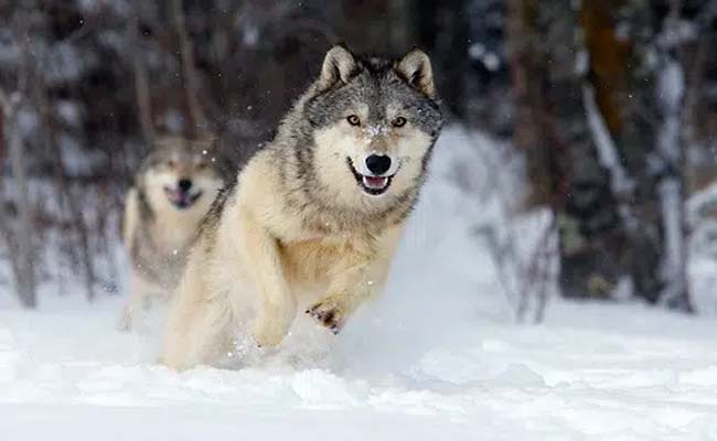 Nằm mơ thấy chó sói nên đánh con nào chuẩn xác?