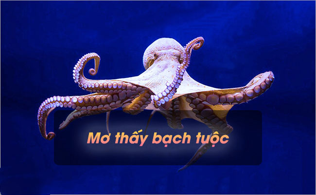 Nằm mơ thấy con bạch tuộc là điềm báo mang ý nghĩa gì?